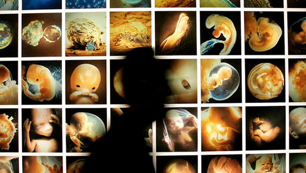 Embriones (Reuters)