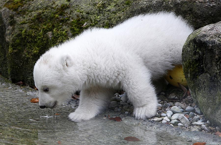 Oso polar en Alemania (Reuters)