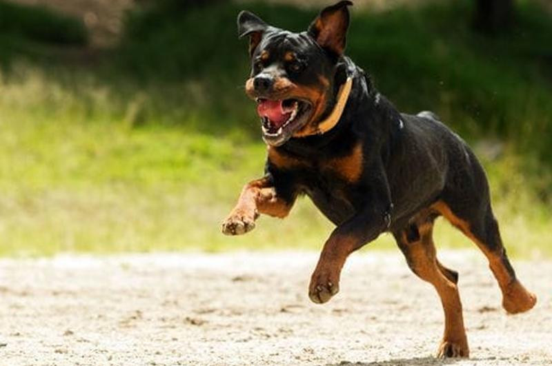 Rottweiler