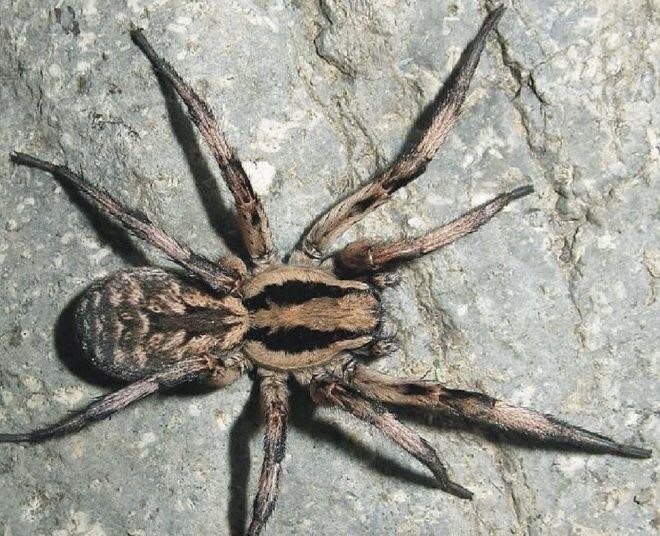 Encuentran una araña parecida a Aragog, de 