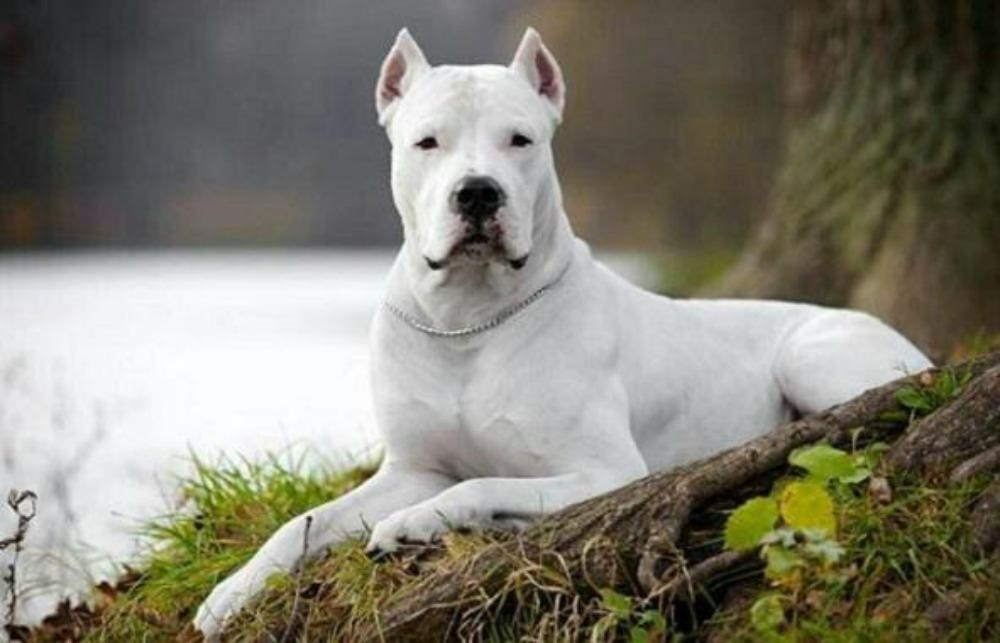 Dogo argentino