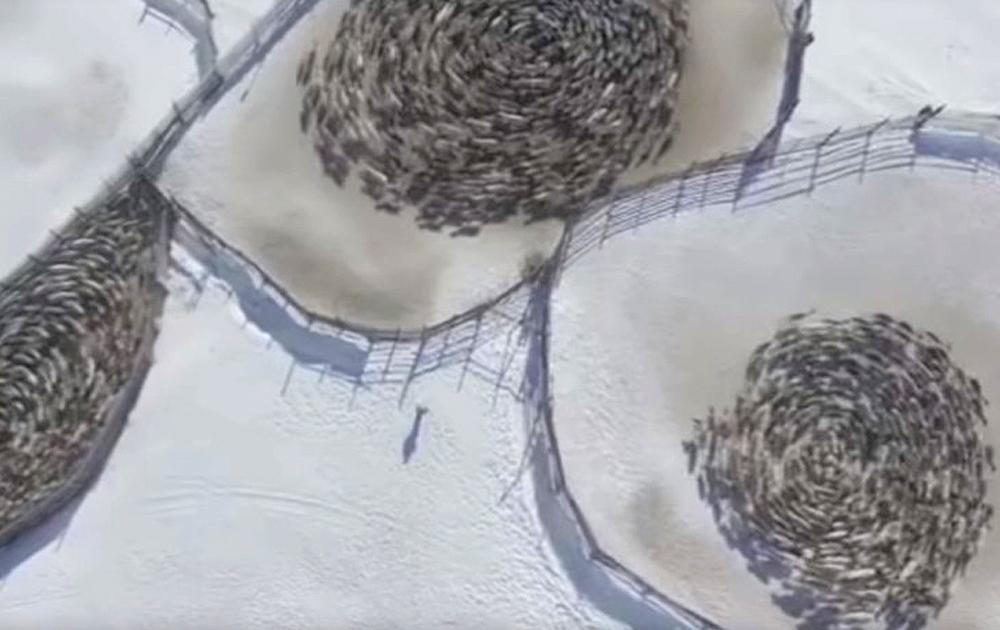 Ciervos giran en círculos en Rusia