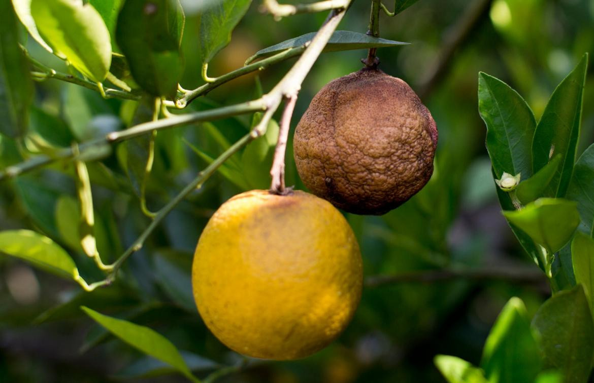 HLB, enfermedad que afecta a los cítricos