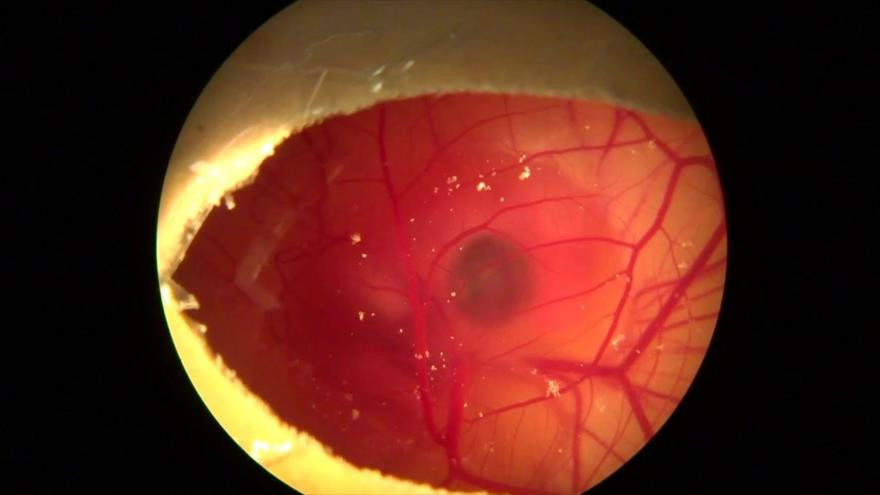Embrión gallo - investigación