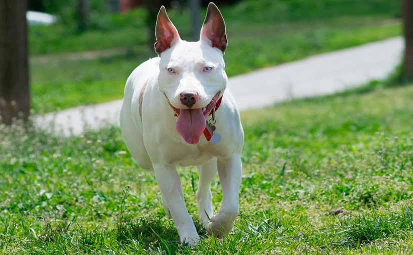 Raza de perros - bozal en Buenos Aires