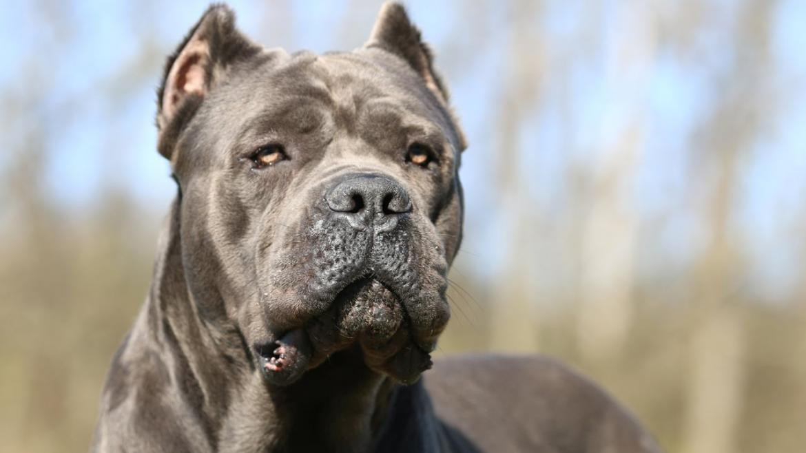 Raza de perros - bozal en Buenos Aires