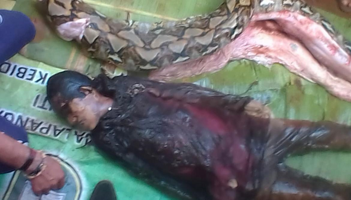 Insólita muerte - estaba desaparecida, la hallaron dentro de una serpiente pitón