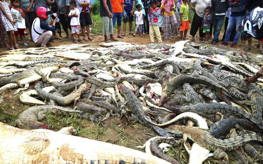 Matanza de cocodrilos en Indonesia