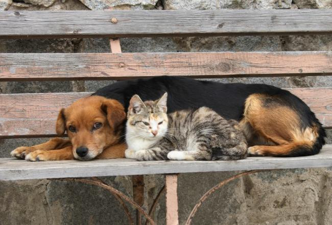 Perros y gatos callejeros