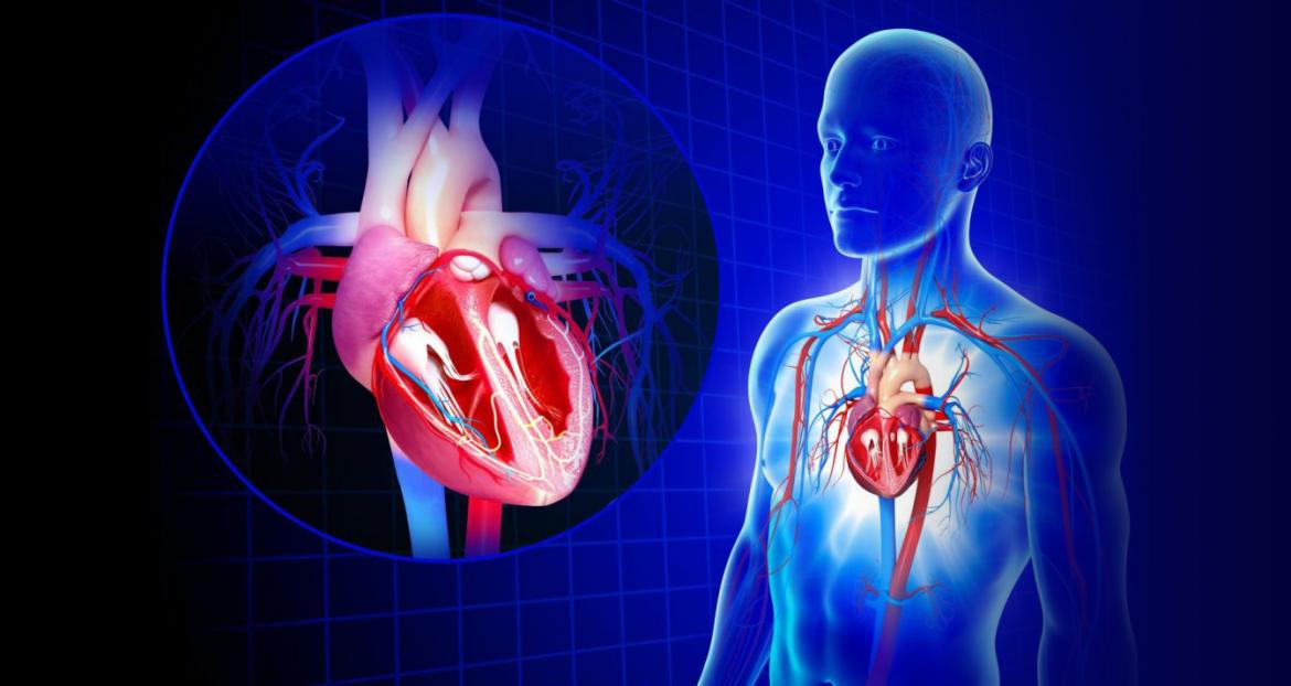 Medicina cardiovascular - Cardiología - Pacientes cardiológicos - Salud