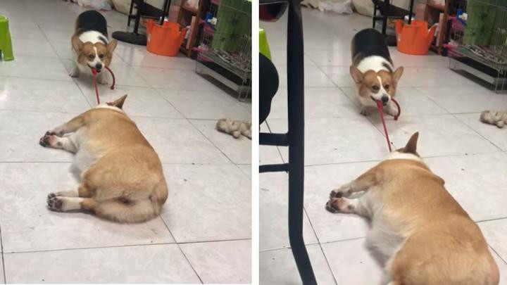 Perro saca a pasear a un su amigo