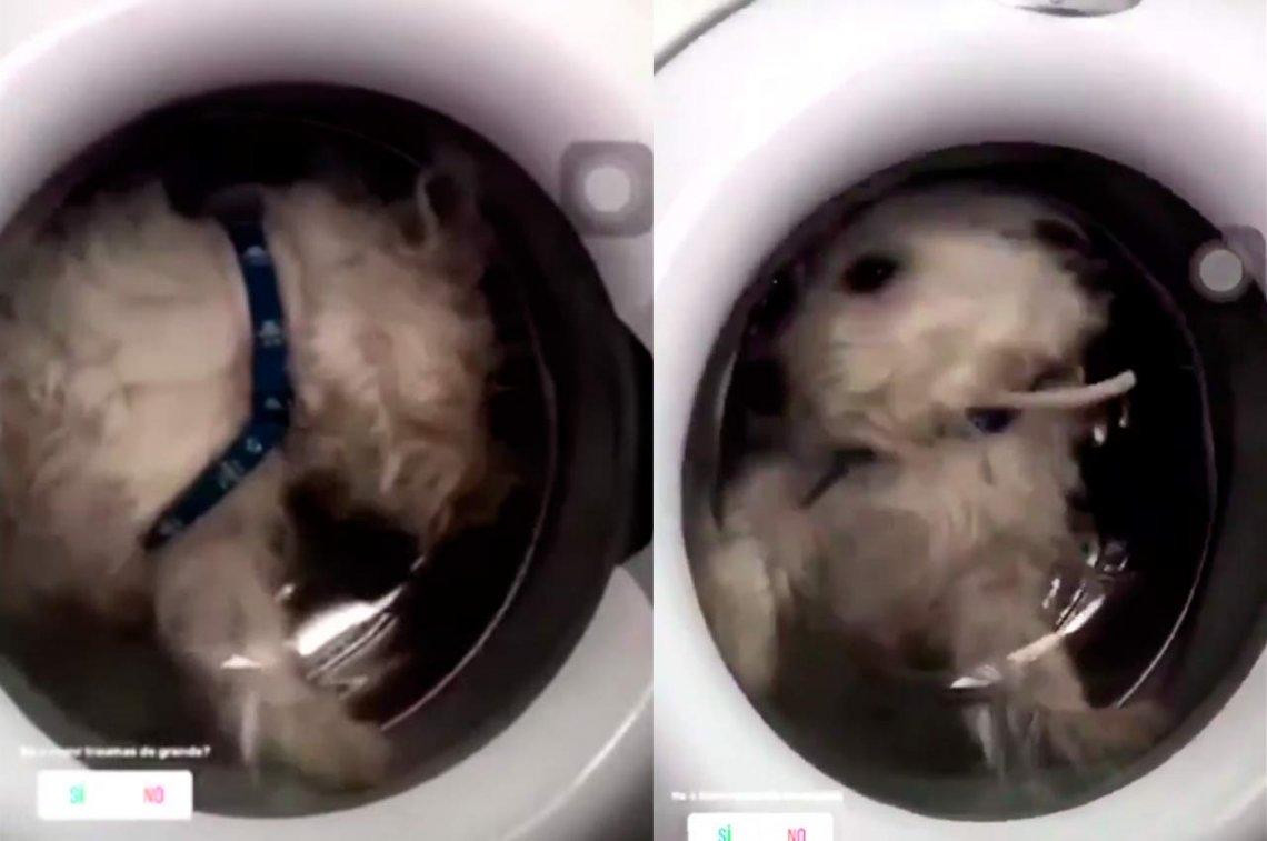 Viral - Metió a su perro en el lavarropas