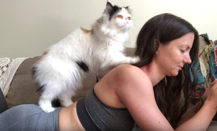 Video viral: gato masajista