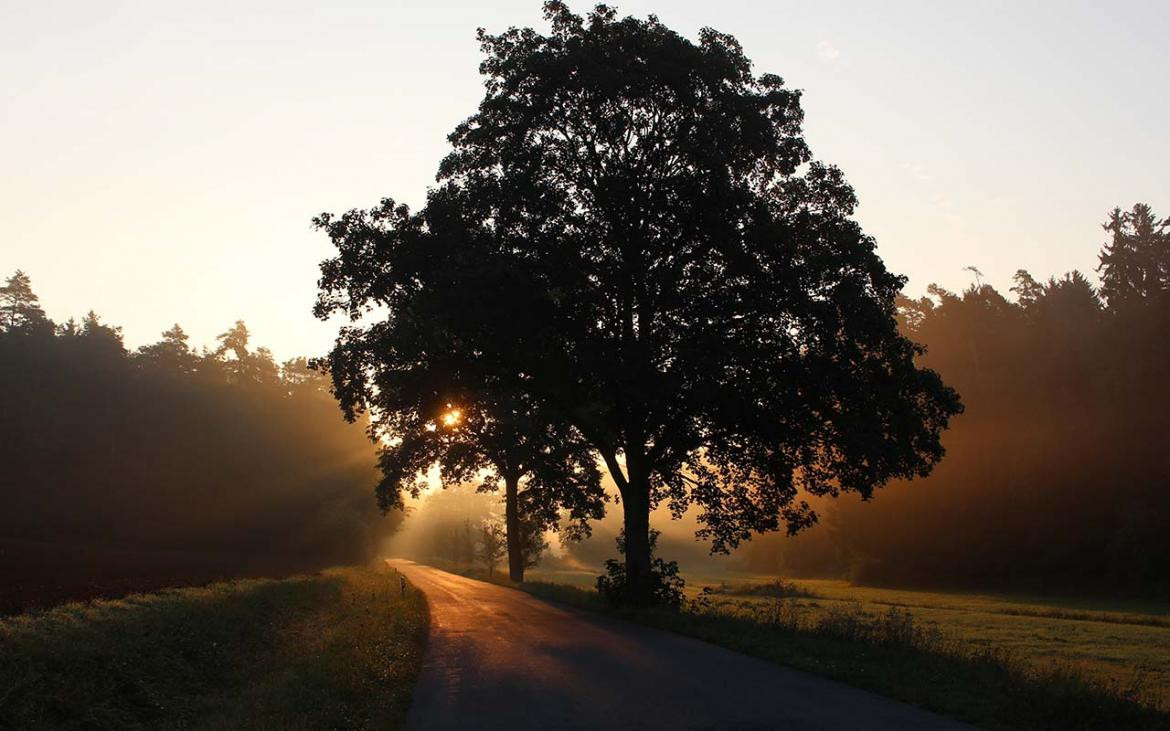 Se festeja hoy el Día del Árbol en Argentina