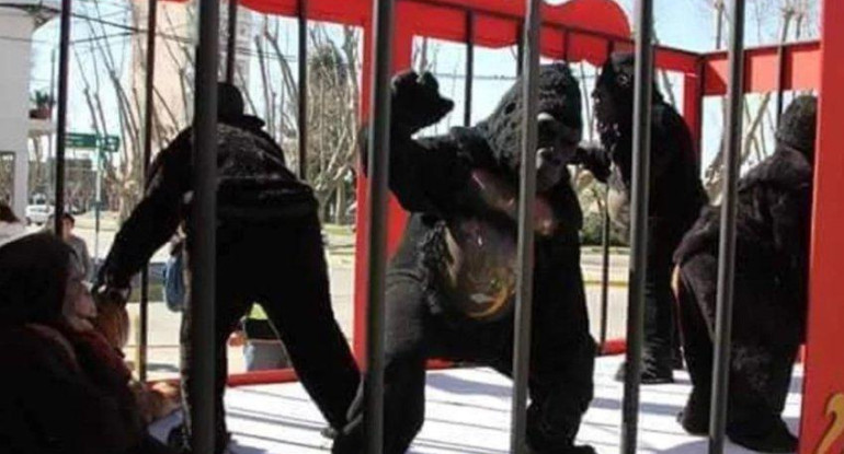 Gorilas disfrazados
