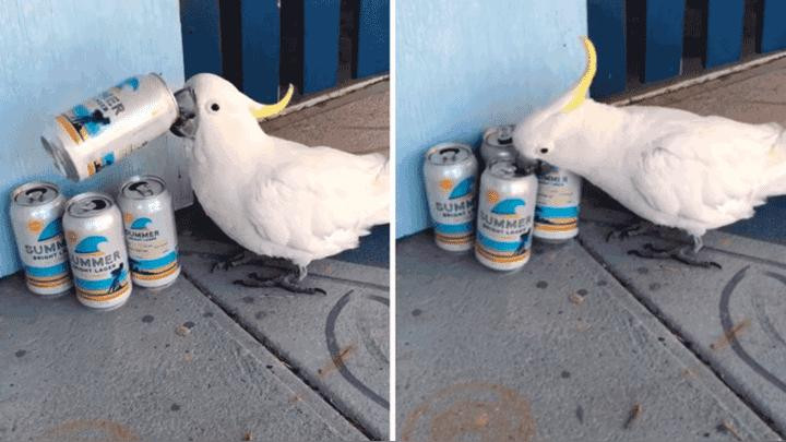 Video viral: cacatúa que toma cerveza descontroladamente