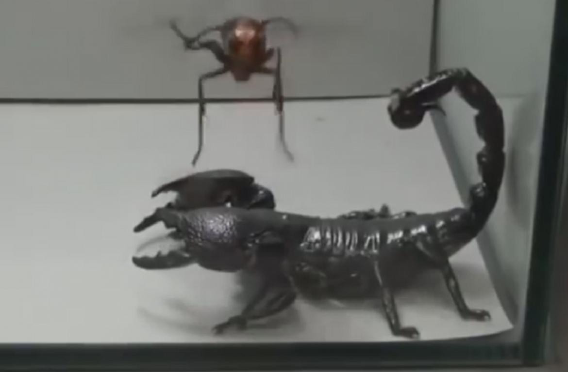 YouTube: duelo a muerte entre escorpión y avispa