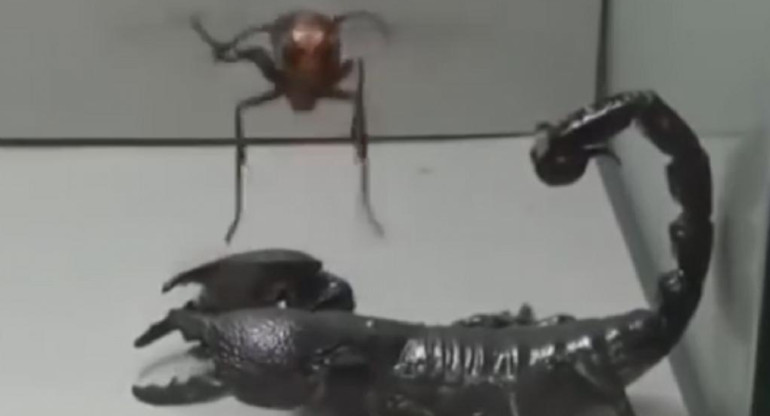 YouTube: duelo a muerte entre escorpión y avispa