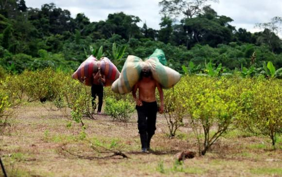 Cultivos coca - Colombia