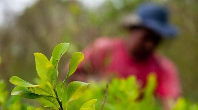 Colombia - cocaína