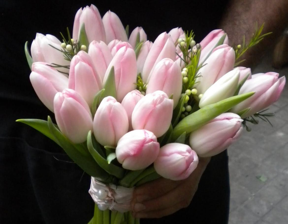 tulipanes, flores, primavera
