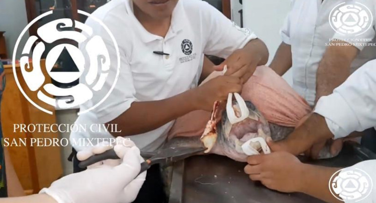 VIDEO, extraen plástico atorado en nariz de tortuga, México