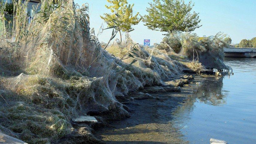 Telaraña gigante cubre una playa de Grecia