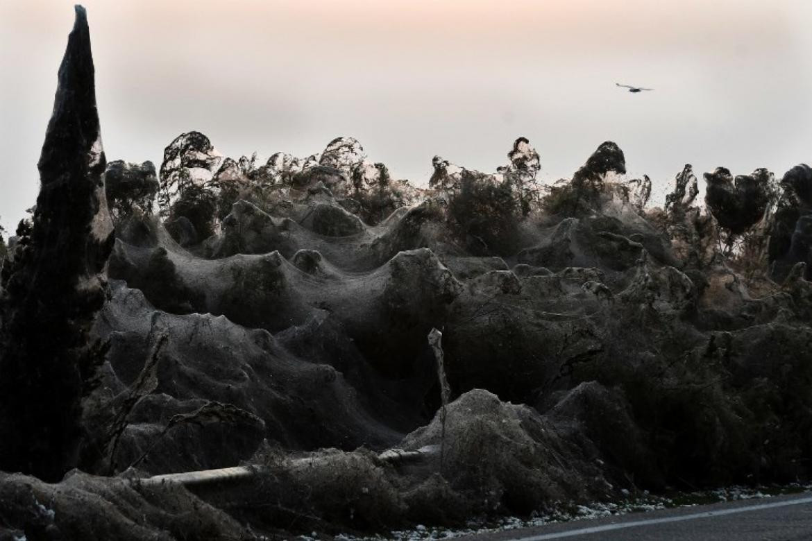 Telaraña gigante cubre una playa de Grecia