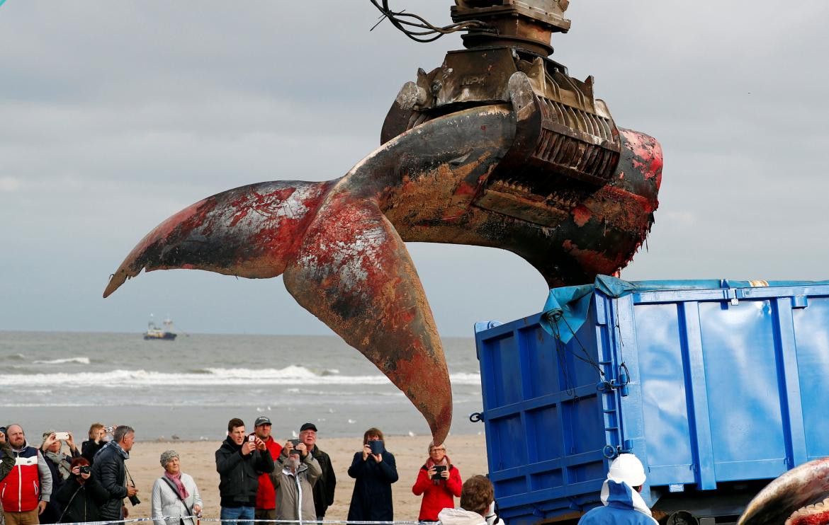 Ballena encontrada en la costa de Bélgica (Reuters)