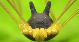Metagryne bicolumnata, arácnido