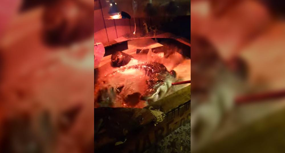 Viral en Youtube: fueron a desalojar inquilinos y había un coccodrilo en el jacuzzi