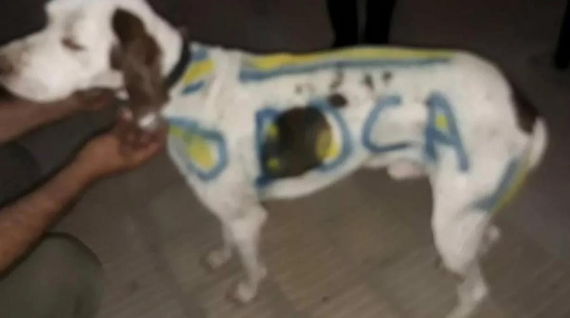 Indignación por un carnicero que pintó a su perro con los colores de Boca