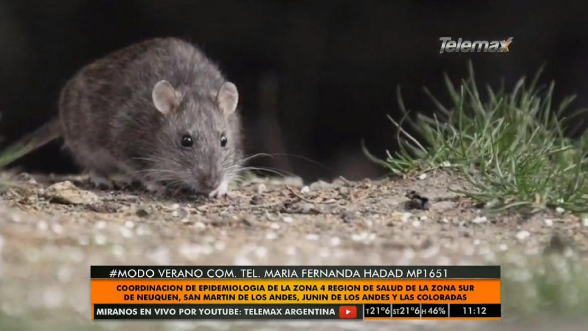 Hantavirus, Radio Latina, María Fernanda Hadad, ratas, salud