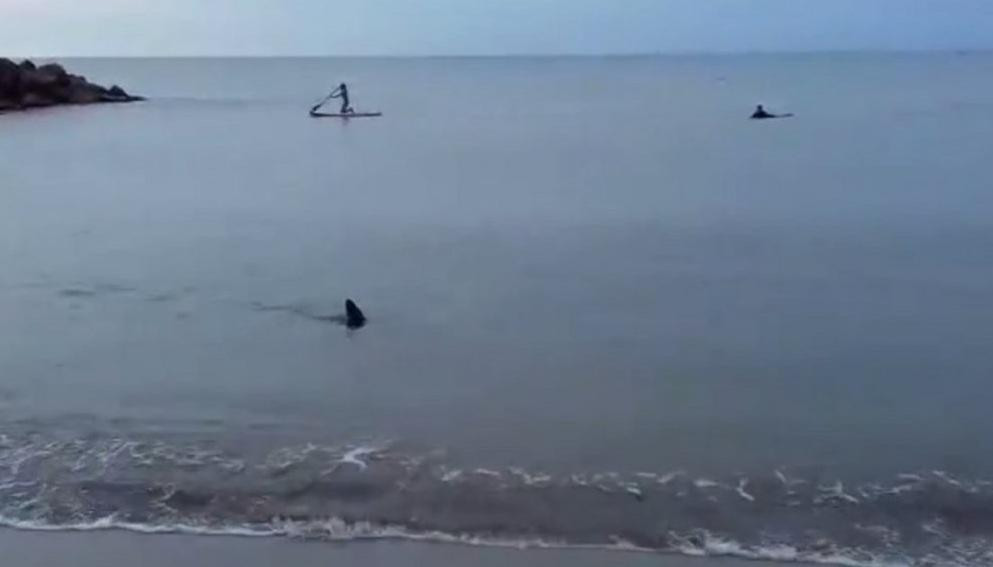 Tiburón en la costa de Santa Clara del Mar