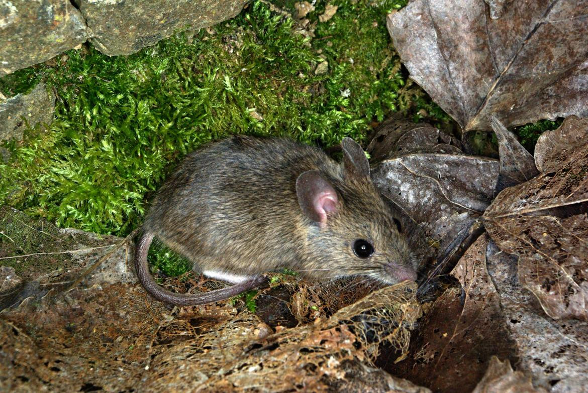 Hantavirus, ratas, ratones