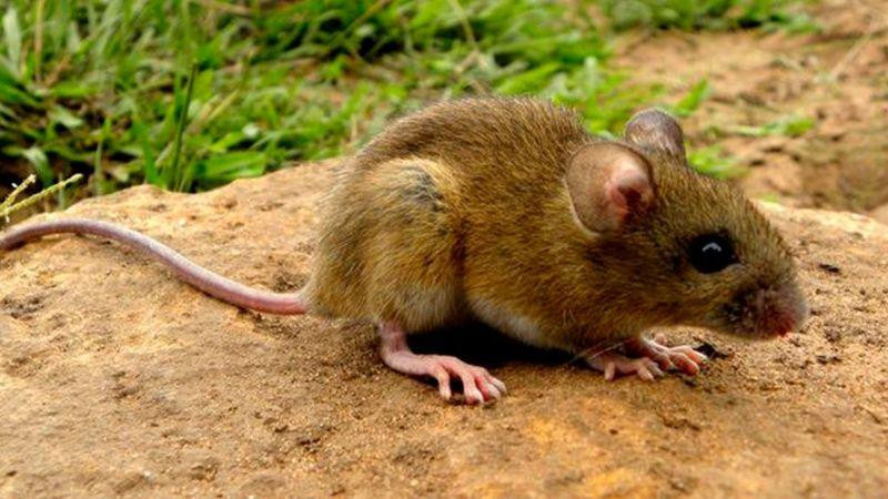 Hantavirus, rata