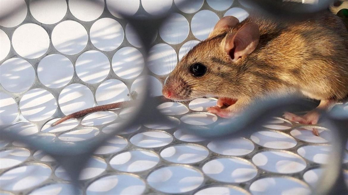 Hantavirus - Casos confirmados