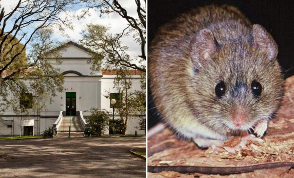 Hantavirus - Buenos Aires