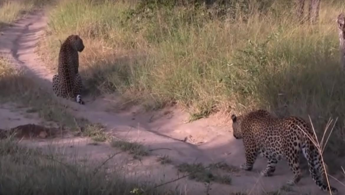 Pelea a muerte entre leopardos