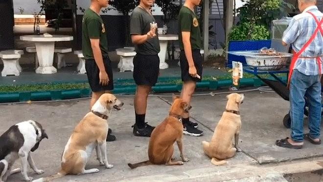 Video viral - perros