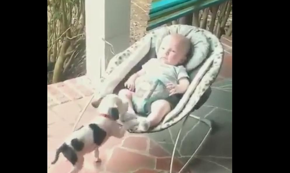 Video viral - perro y bebé