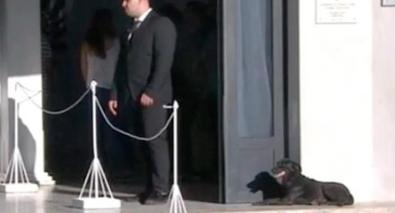Nala, la perra de Emiliano Sala