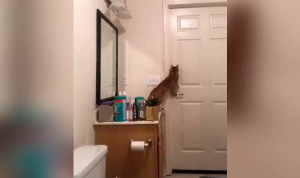 Video viral: la increíble maniobra de un gato para escapar de un baño	