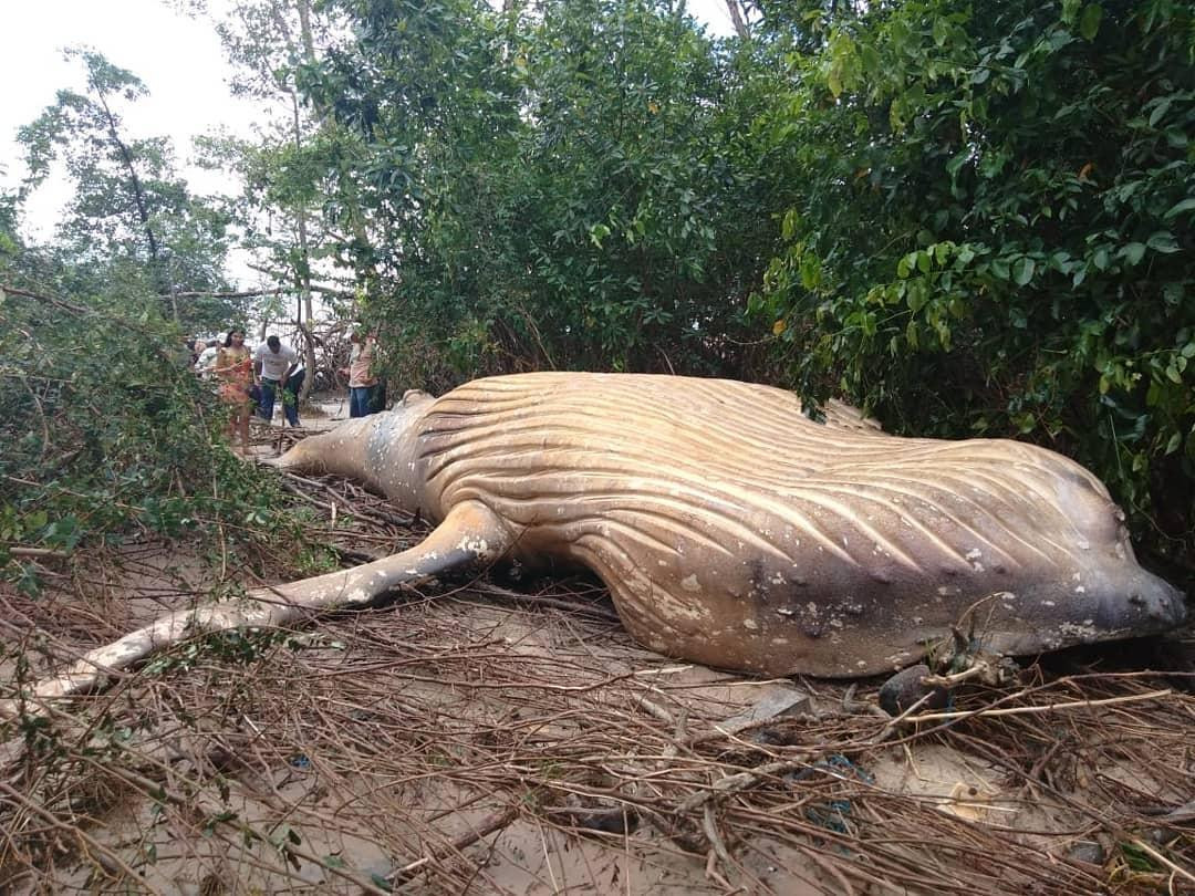 Encontraron una ballena muerta en el Amazonas