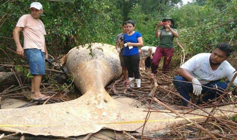 Encontraron una ballena muerta en el Amazonas