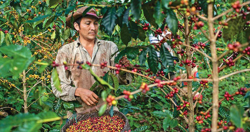 Cafeteros colombianos - Productores