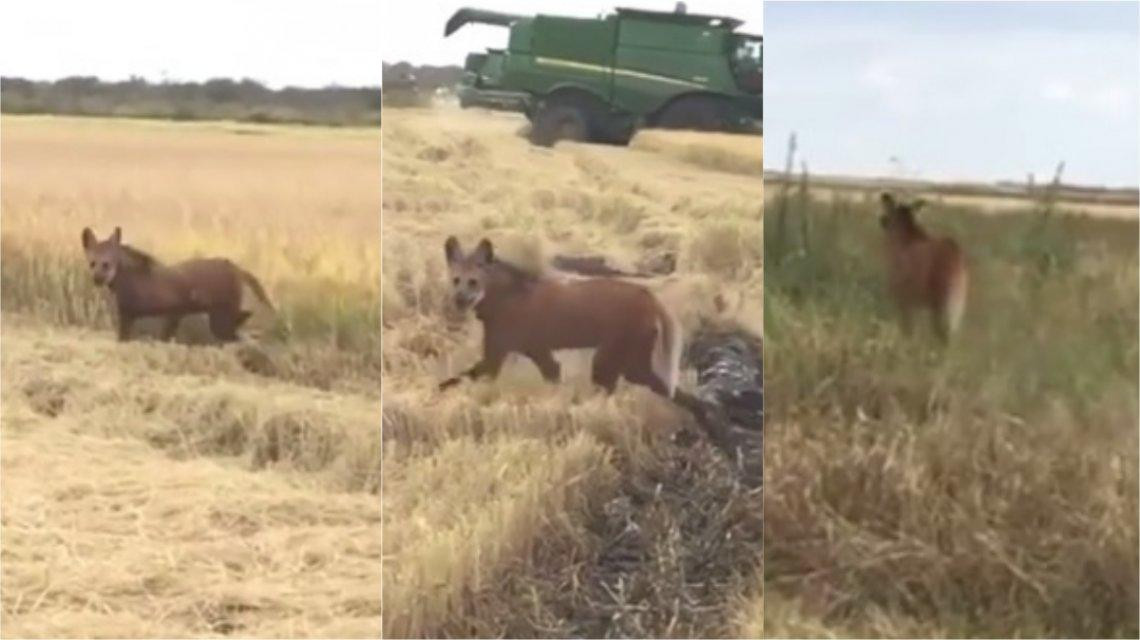 Aguará guazú - Video viral