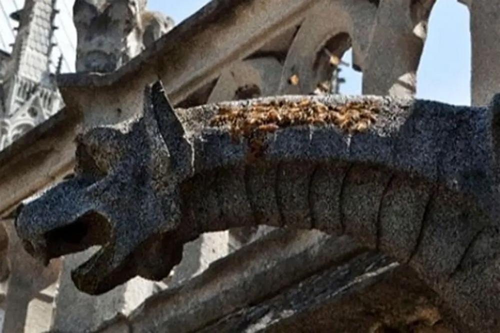 Notre Dame: se develó el misterio de las 150 mil abejas que estuvieron en el incendio