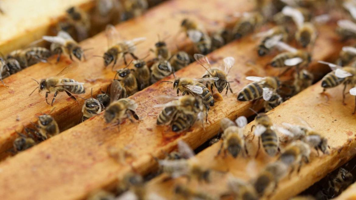 Investigadores descubren el primer nido de abejas de plástico