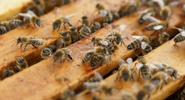 Investigadores descubren el primer nido de abejas de plástico